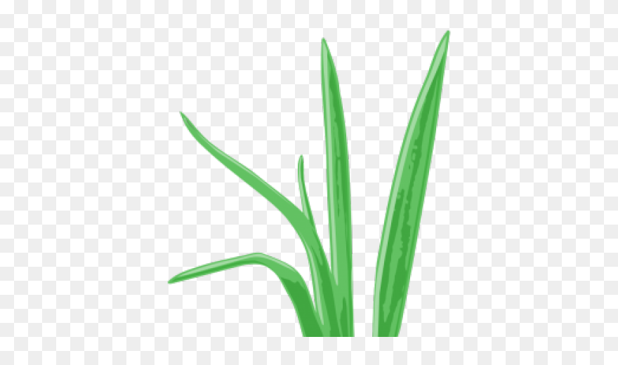 Grass Aquarium Cartoon Clipart