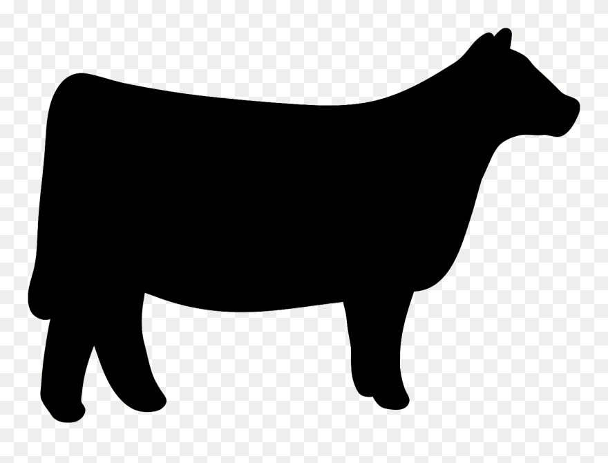 Shorthorn Hereford Cattle Chianina Clip Art - Heifer Show Cattle Silhouette - Png Download