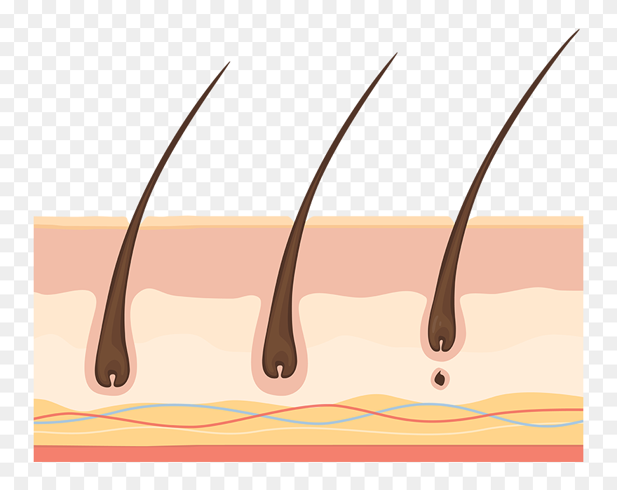 Illustration Clipart