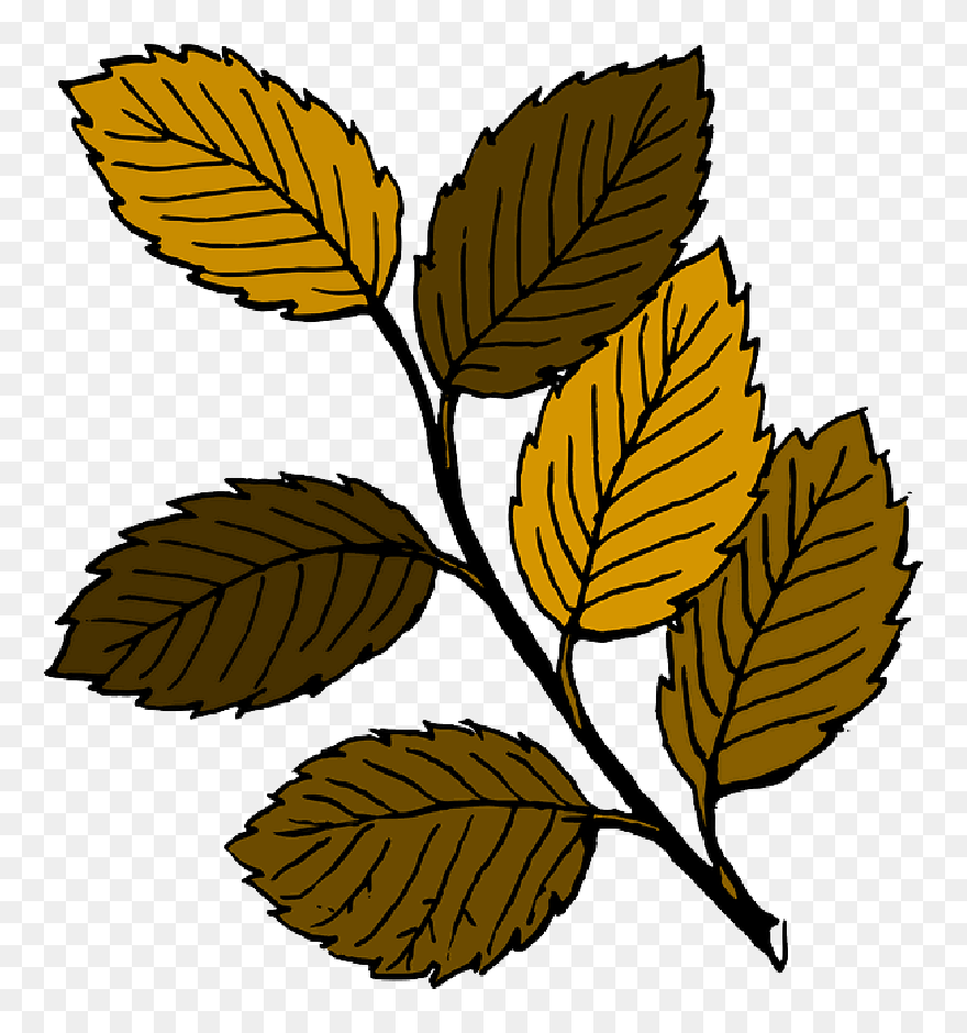 Dead, Fall, Drawing, Leaf, Tree, Branches, Cartoon - Leaves Clip Art - Png Download