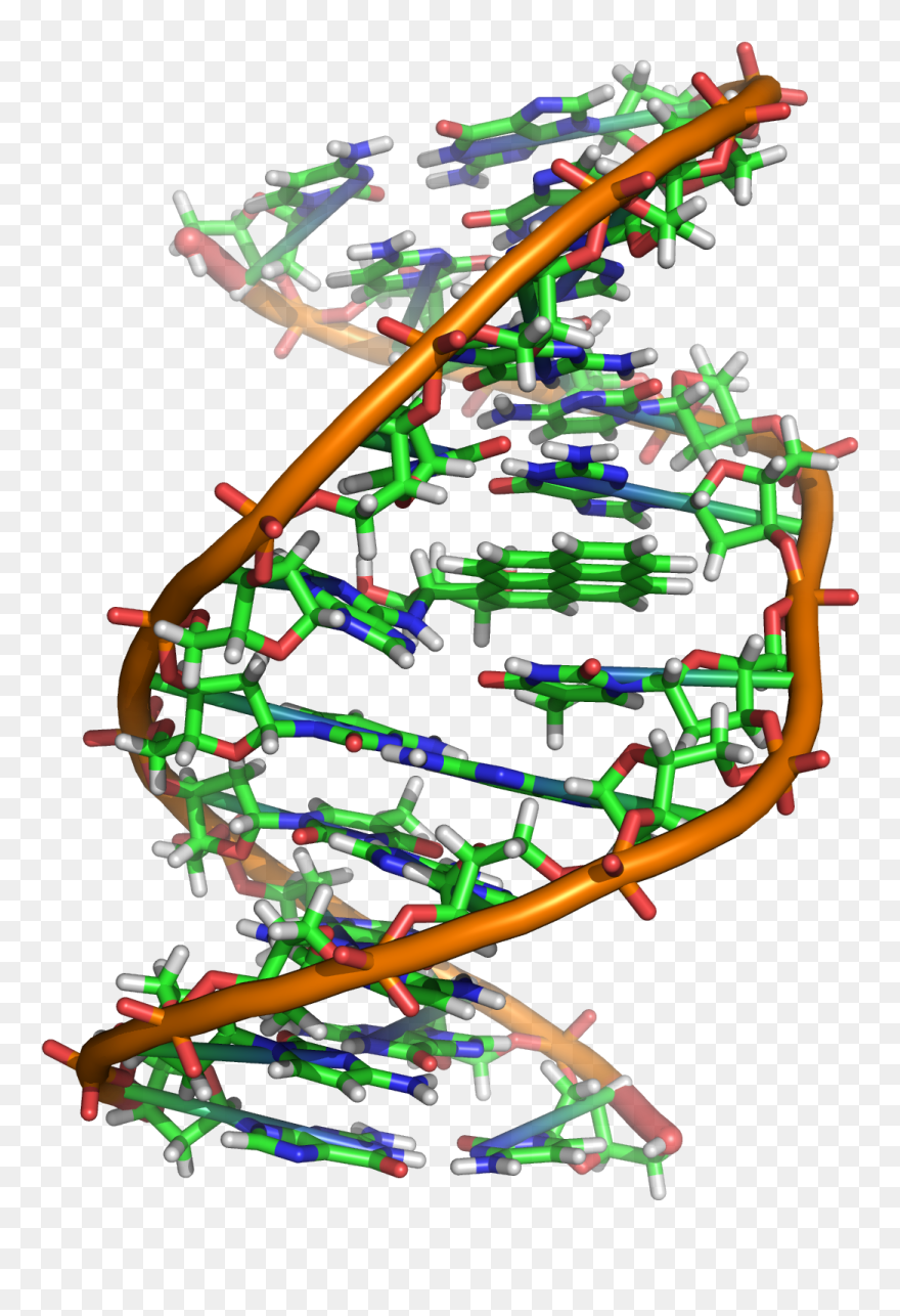 Dna Molecular Biology Clipart