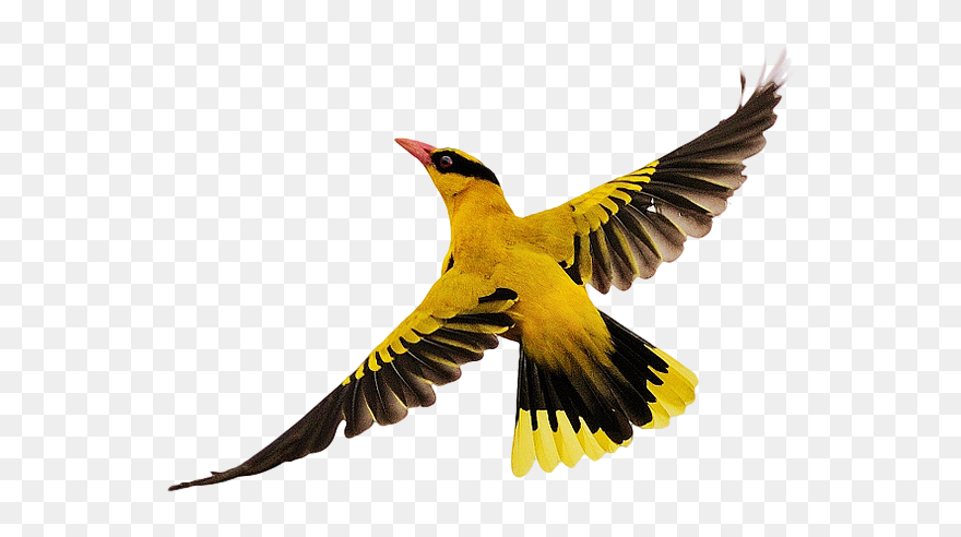 Birds Flying Png Download - Png Bird Flying Clipart