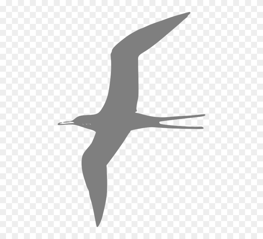 Flying Birds Clip Art - Png Download