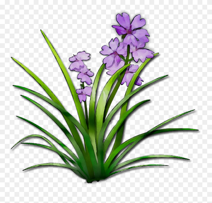 Herbaceous Plant Plant Stem Plants Terrestrial Plant - Plants Clipart