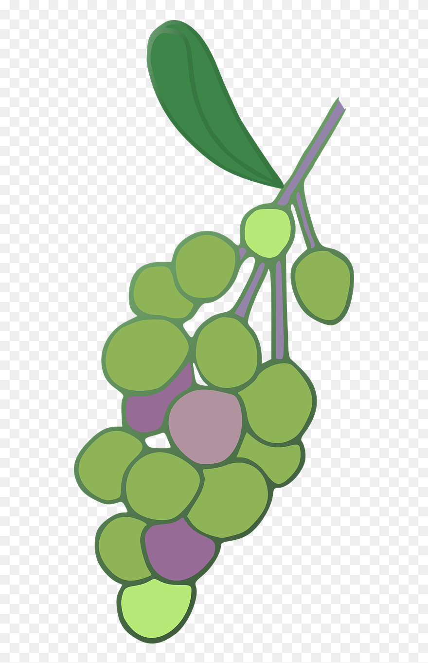 Grape Clipart