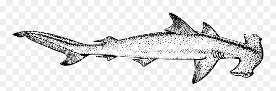 Hammerhead Shark Line Art Clipart