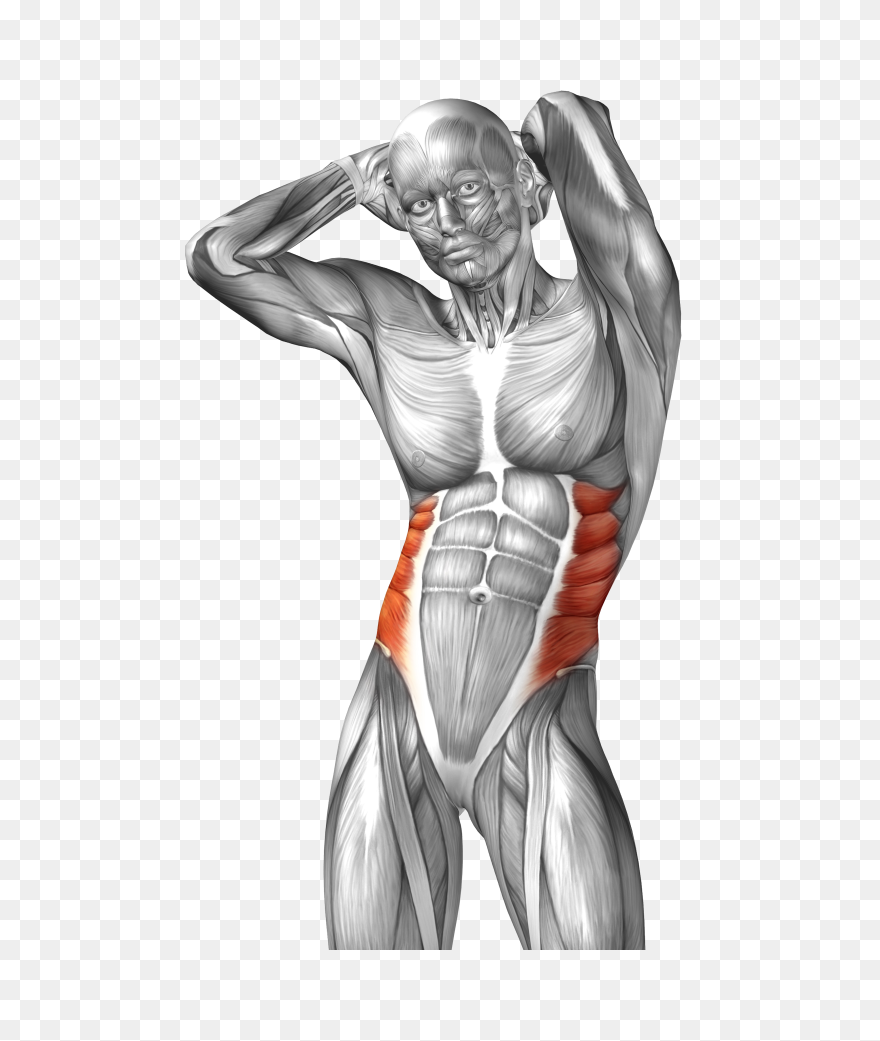 Collection Of Free Drawing Muscles Muscular System - Oblique Muscle Clipart