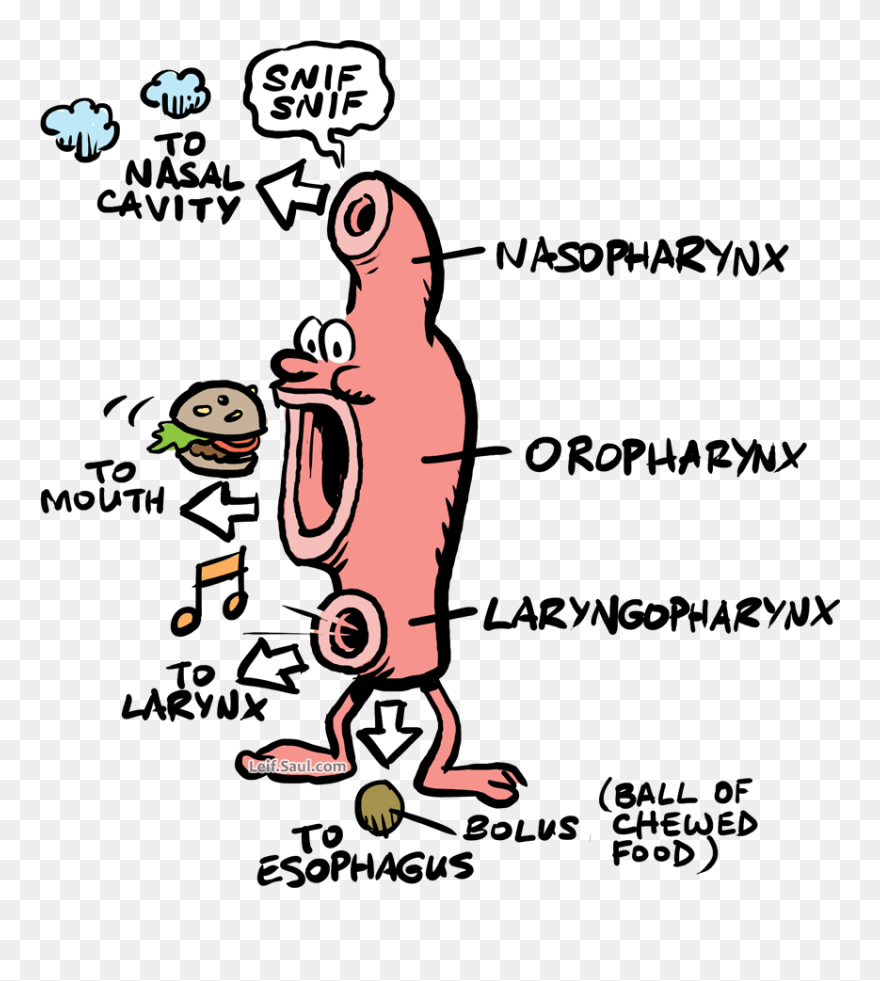 Pharynx Depicted With Legs, Eyes, And Nose - Cartoon Pharynx And Esophagus Clipart