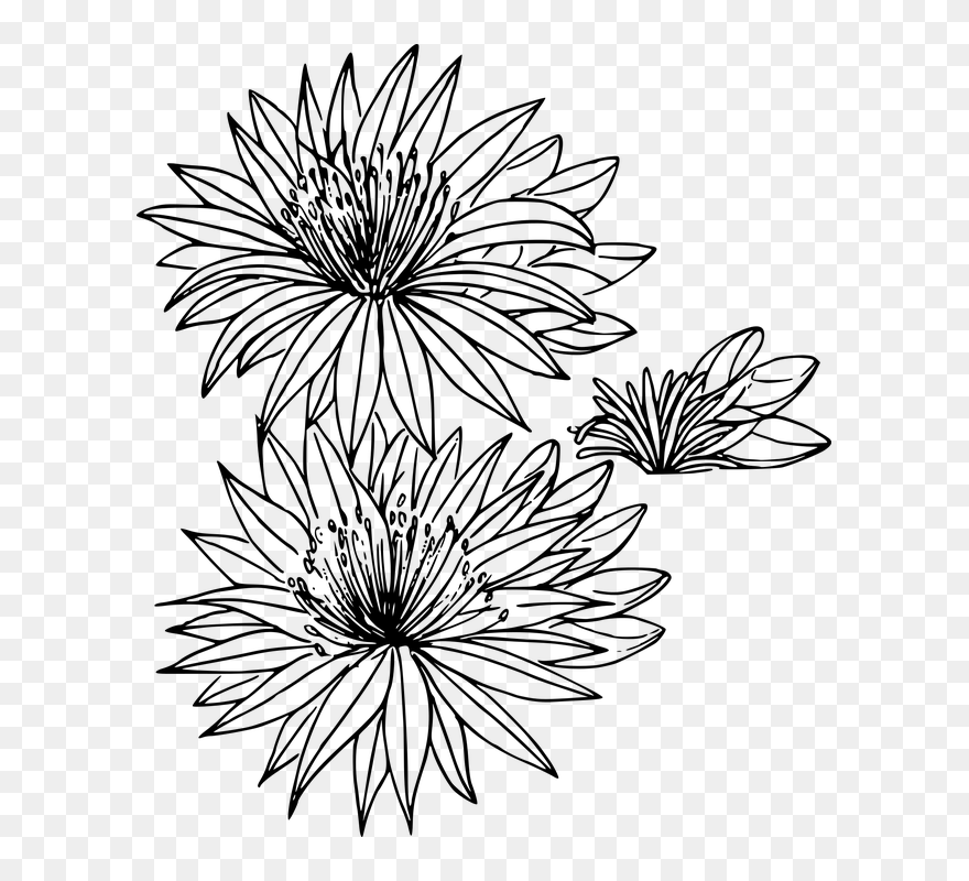 Montana Bitterroot Flower Drawing Clip Art - Flower Outline Transparent Background - Png Download