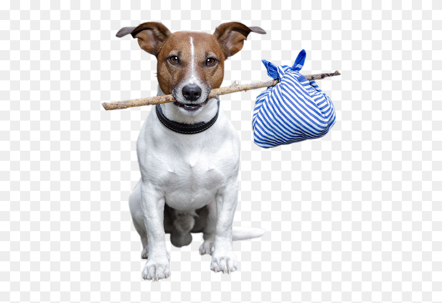 Jack Russell Terrier Rat Terrier Dog Breed Animal - Street Dogs Png Clipart