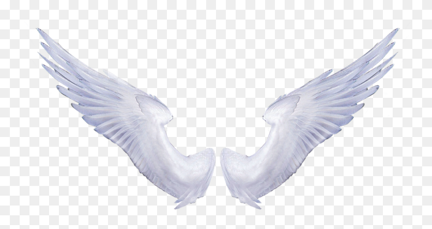 Transparent Background Wings Transparent Clipart