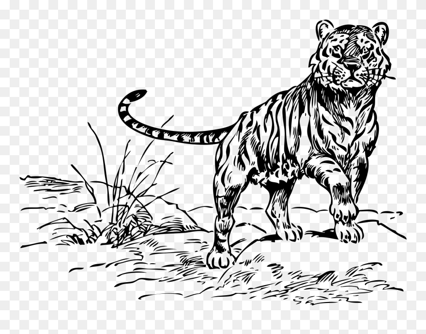 Black And White Tiger Clipart - Png Download