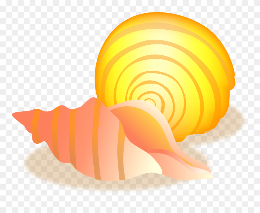 Conch Sea Snail Seashell - Conch Clipart