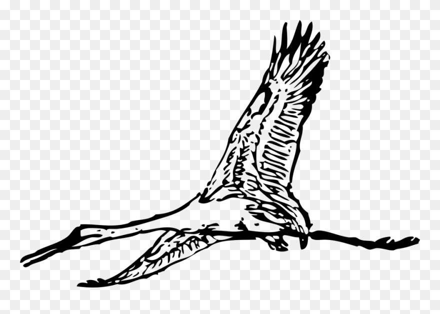 Peregrine Falcon Clipart Harrier - Giant Bird Clip Art - Png Download