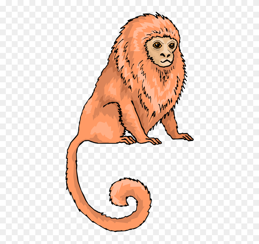 Golden Lion Tamarin Clipart - Png Download