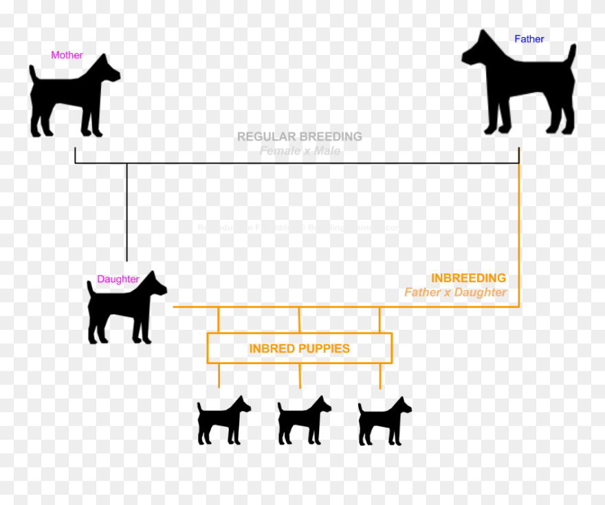 Dog Inbreeding - Inbreeding Dogs Clipart