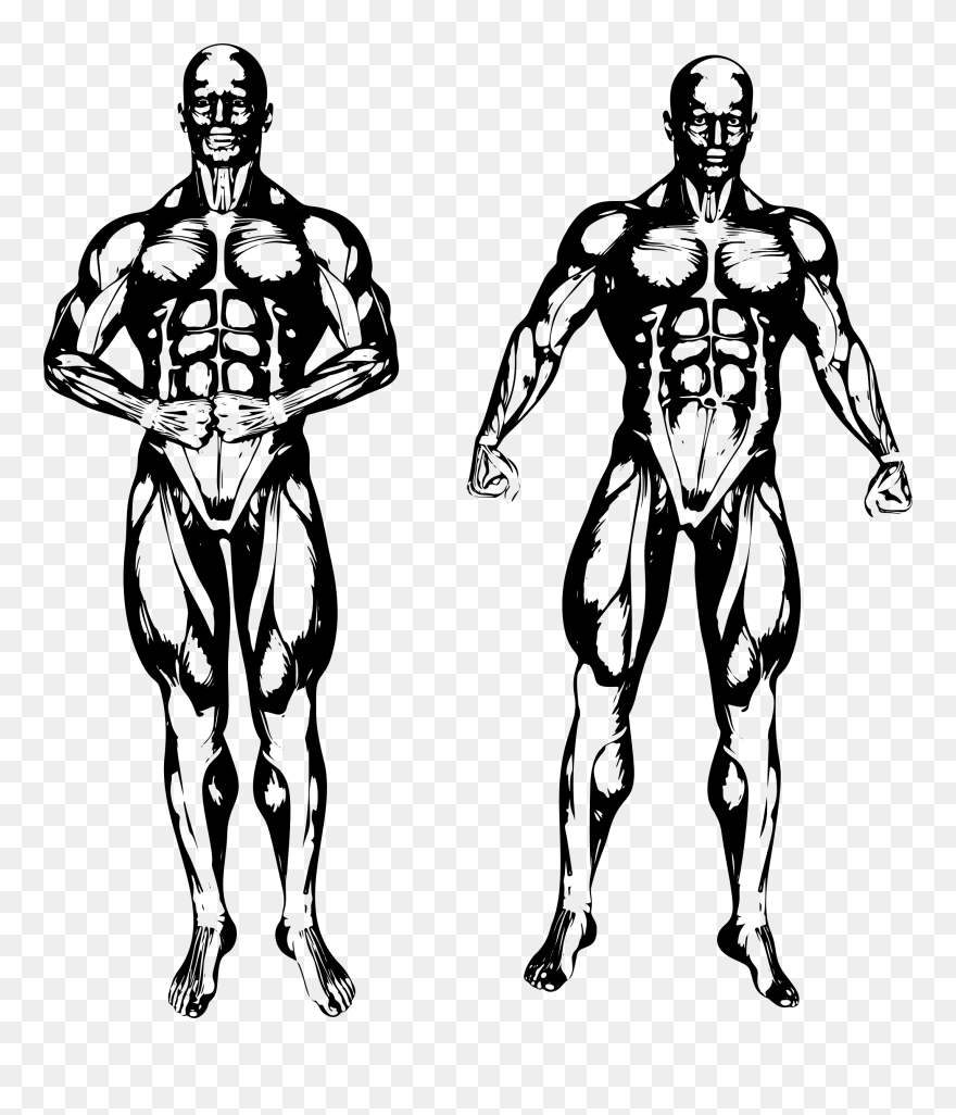 White Muscle Man Png - Illustration Clipart