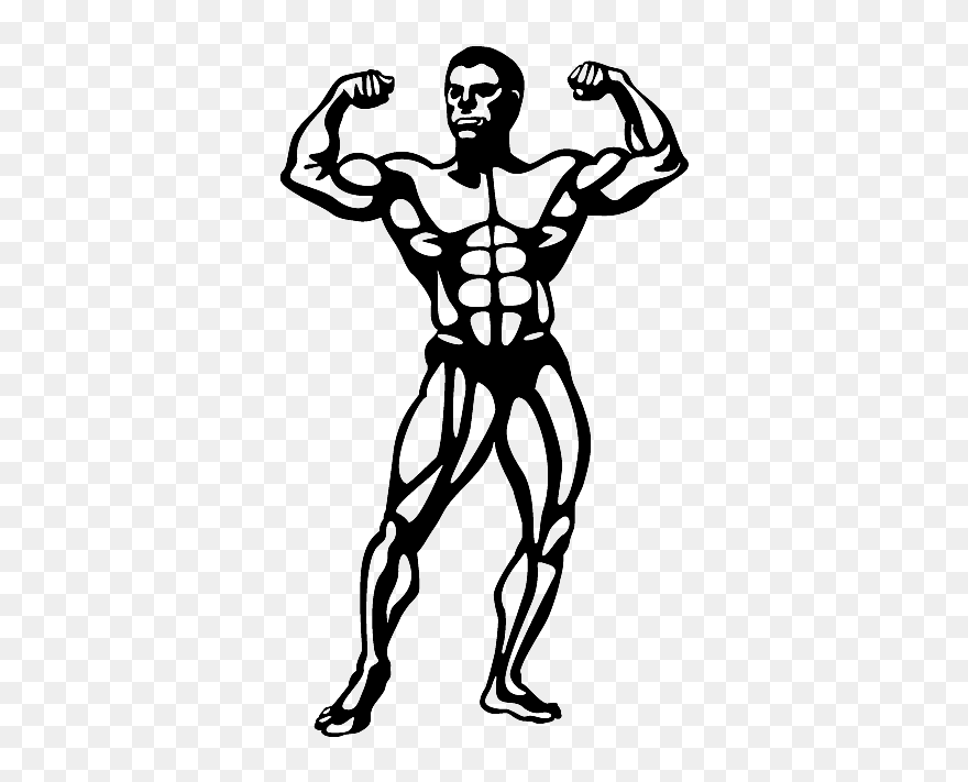 Bodybuilder, Muscle Set Muscle Memberships Jimmy Kimmel - Bodybuilder Clipart - Png Download