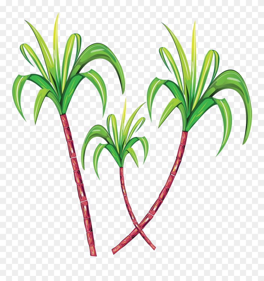 Sugarcane Clipart Png Cartoon - Sugarcane Png Transparent Png