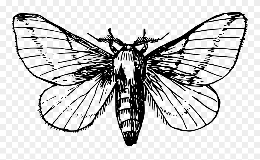 Insects Clipart Moth - Moth Clipart Black And White - Png Download