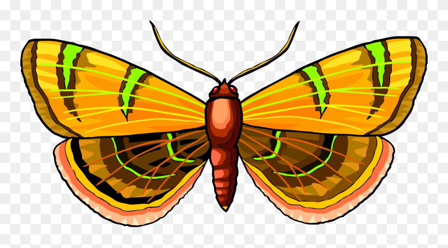 Butterfly,symmetry,moth - Butterflies Clipart