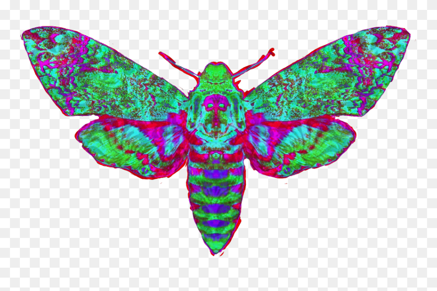 #freetoedit #deathsheadmoth #moth #clipart - Butterfly - Png Download