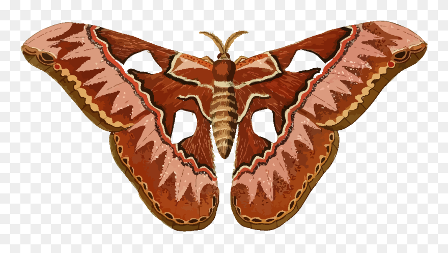 Moth Clipart - Png Download