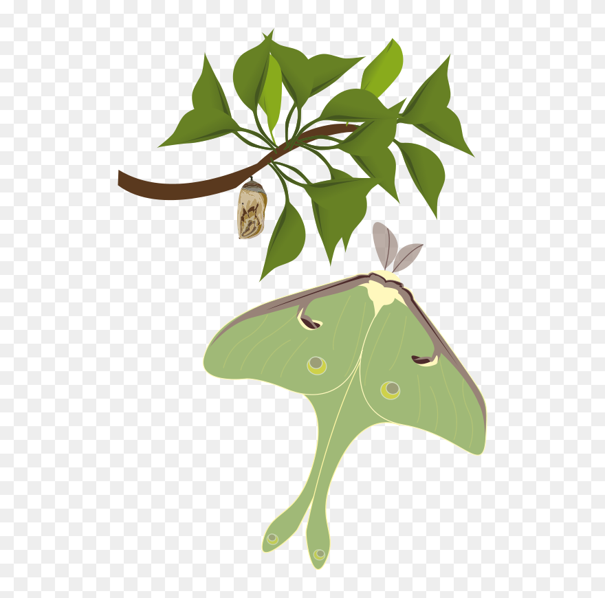 Papillon Lune - Luna Moth Clipart