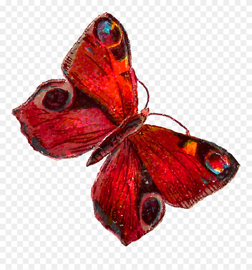 Red Butterfly With Transparent Clipart