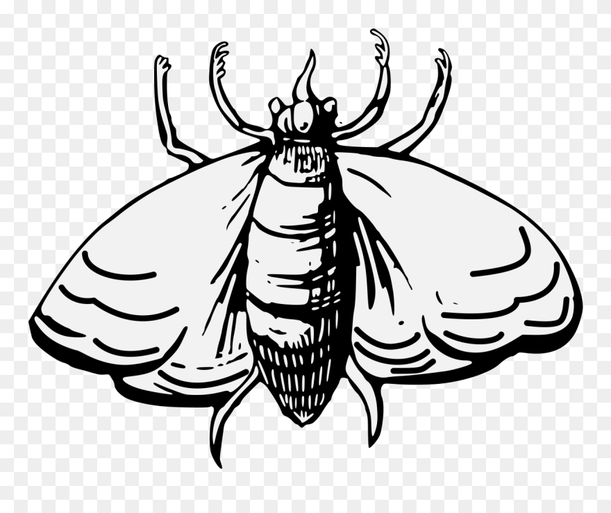 Moth Clipart