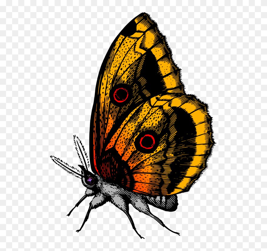 Flying Yellow Butterflies Png Clipart