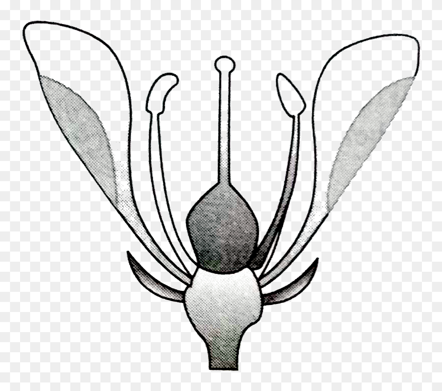 Illustration Clipart