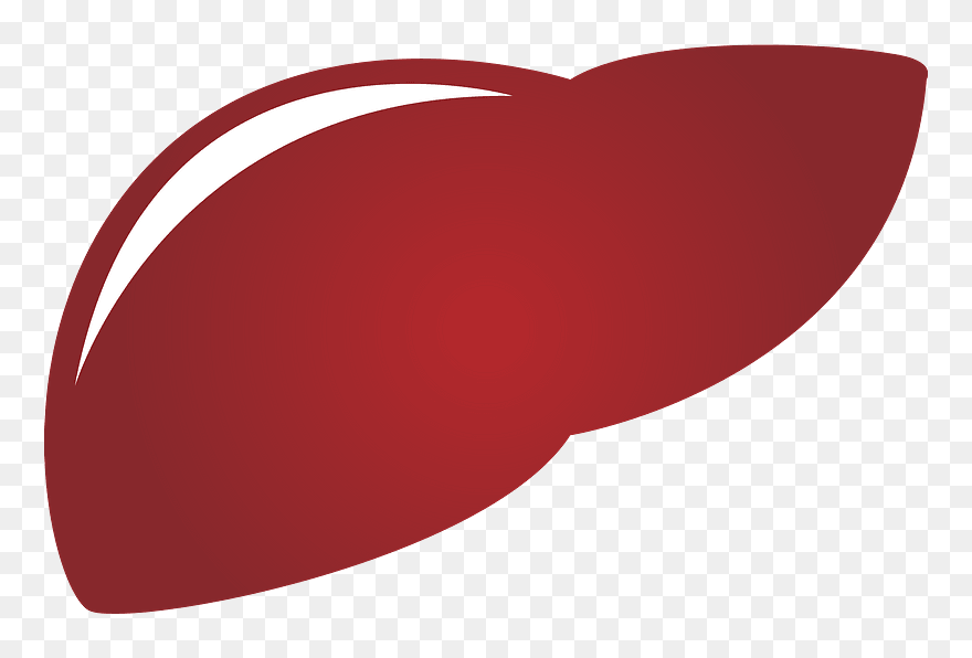 Liver Organ Clipart - Kfc - Png Download