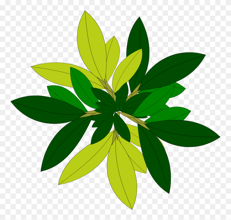 Free Nature Clipart - Plant Top View Png Vector Transparent Png