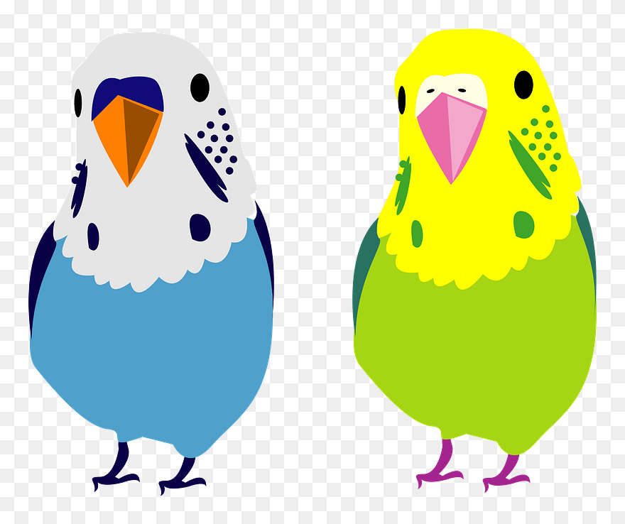 Budgerigar Pet Parakeet Clipart - Dibujos De Periquitos Australianos - Png Download