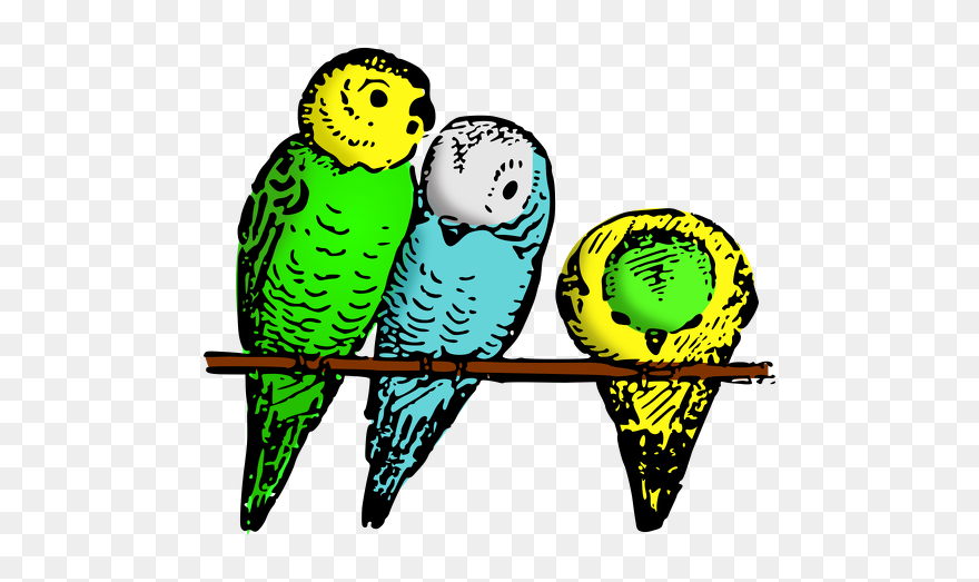 Parakeets-colored - Gambar Burung Parkit Kartun Clipart