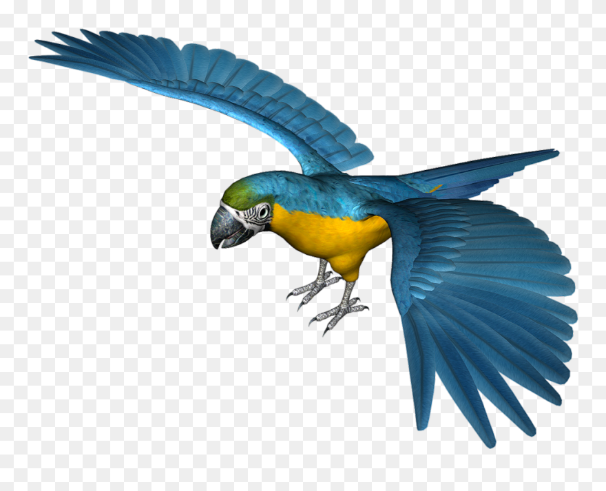 Parrot Clip Art - Paaret Png Transparent Png