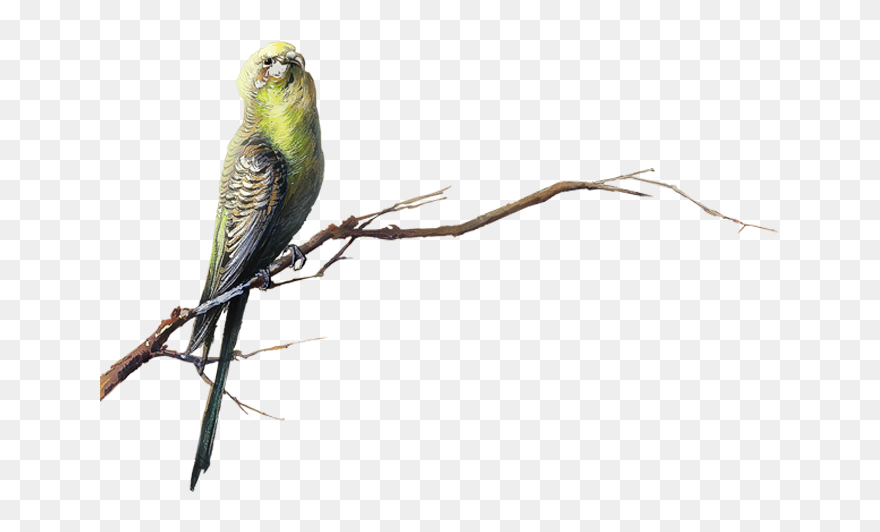 Bird Transparency And Translucency Clip Art - Clip Art - Png Download