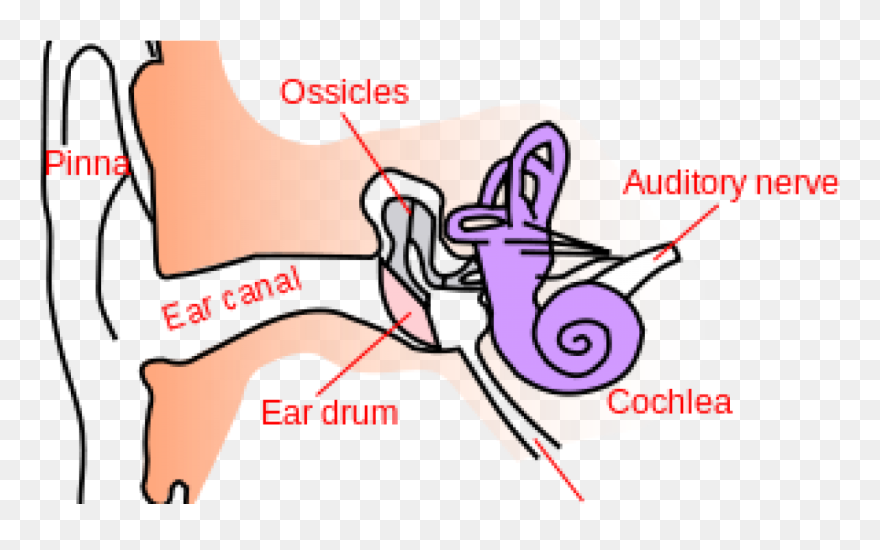 Download Ear Anatomy Simple Clipart (5693081) PinClipart