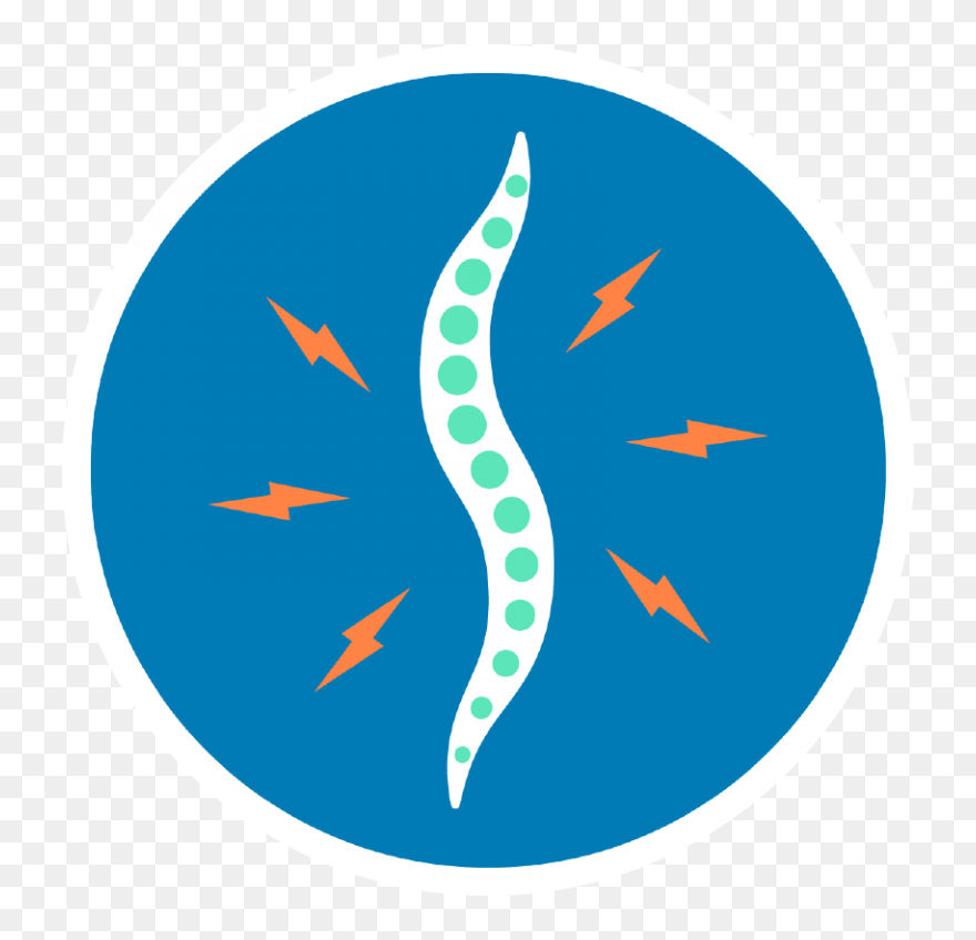 Spine Surgery Clipart - Png Download