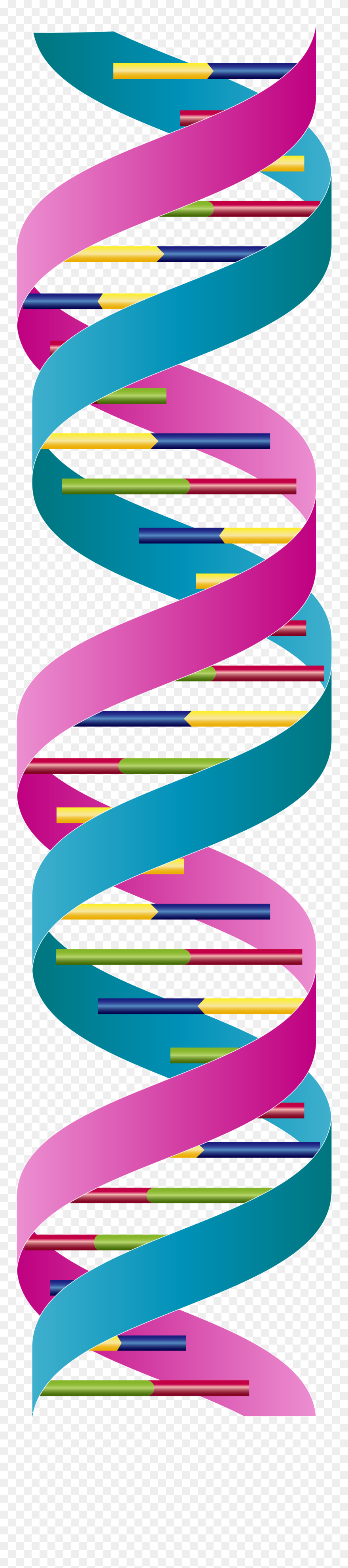 Dna Double Strand Clipart