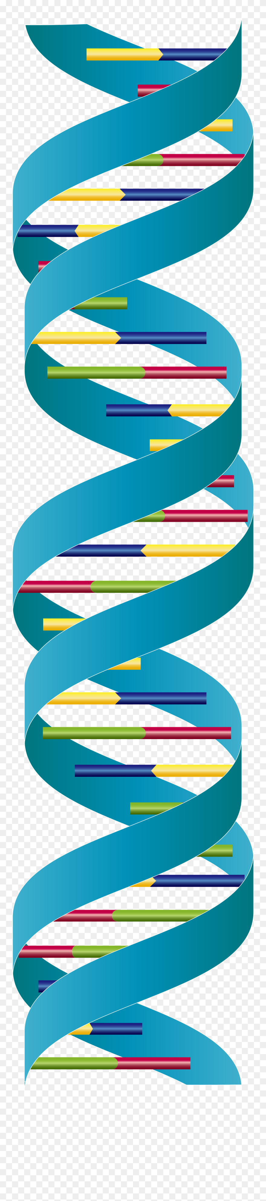 Dna Double Strand Clipart
