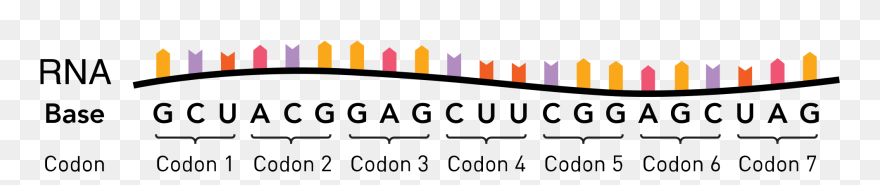 Clip Art - Png Download