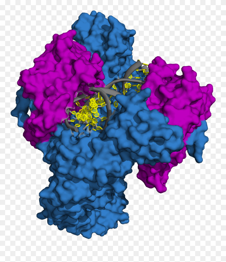 Bacterial Gyrase Crystal Structure - Flower Clipart