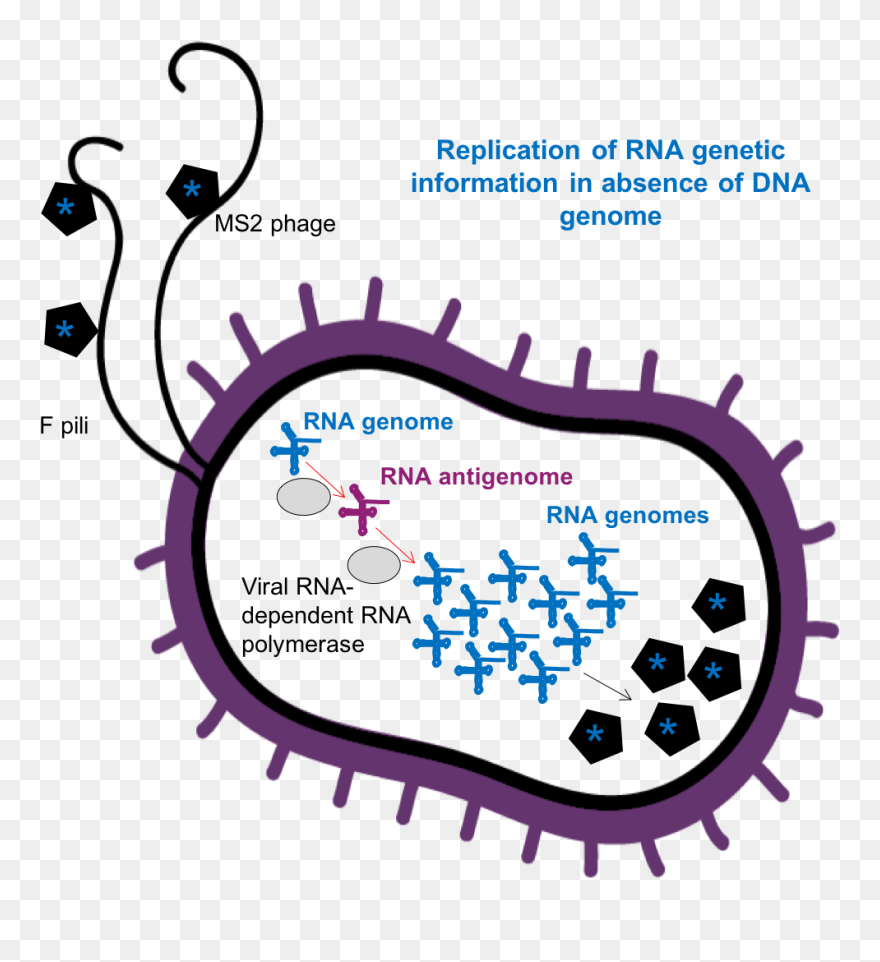 Clip Art - Png Download