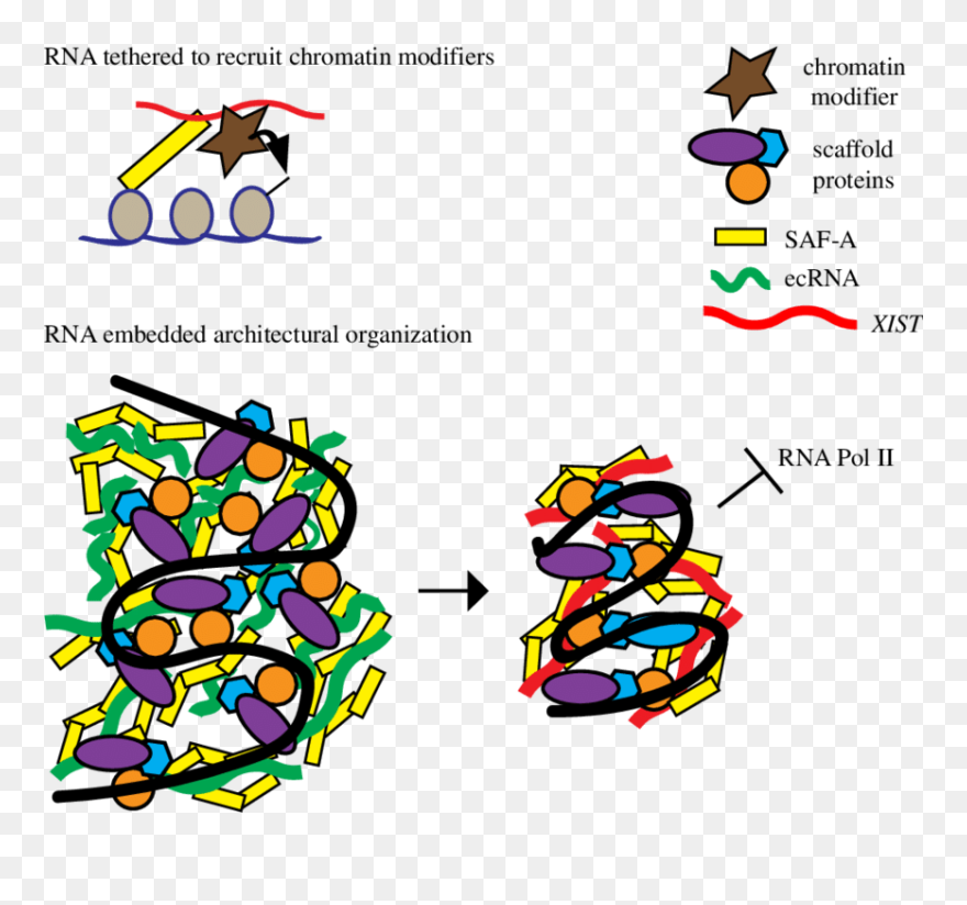 Xist Heterochromatin Clipart