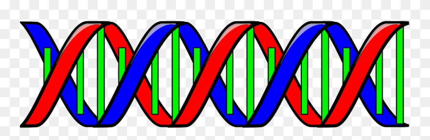 Double Helix Clip Art - Png Download