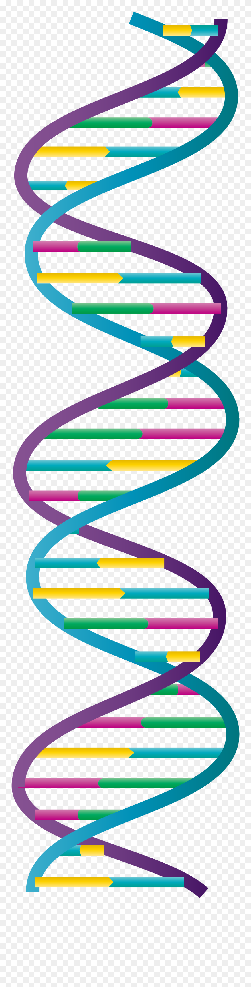 Dna 二 重 らせん 構造 Clipart