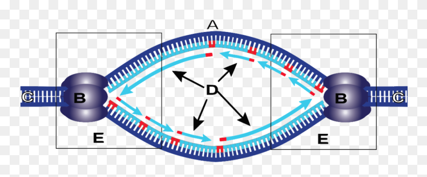 22a Replication Bubble Showing Two Forks Lettered - Circle Clipart