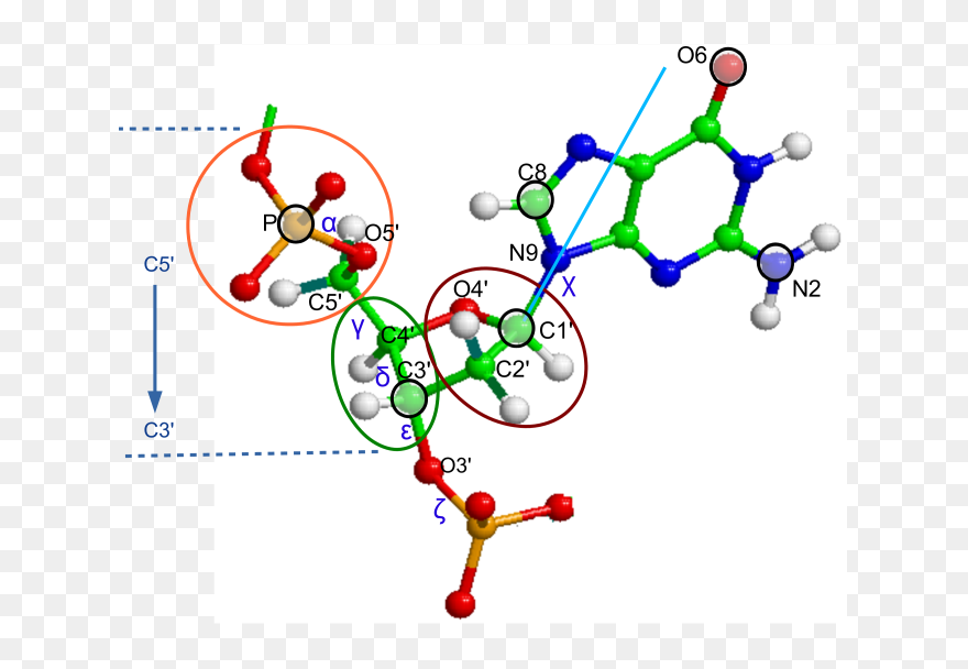 Dna Model Bonds Atoms Clipart
